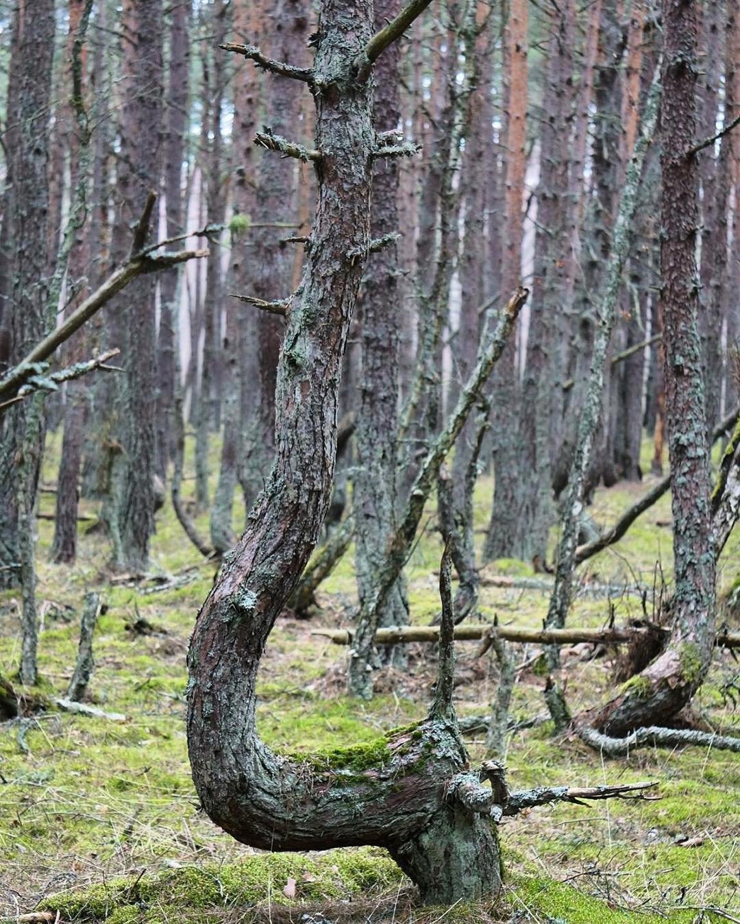 Куршская коса самостоятельно: маршрут поездки, достопримечательности. Лучшие смотровые площадки национального парка.